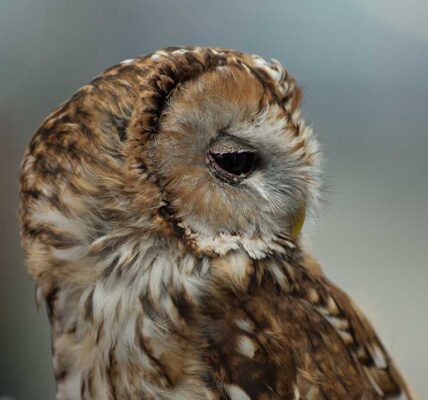 Tawny Owl lookng over it's shoulder.