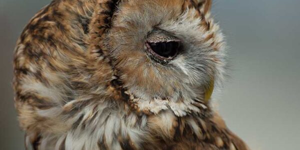 Tawny Owl lookng over it's shoulder.
