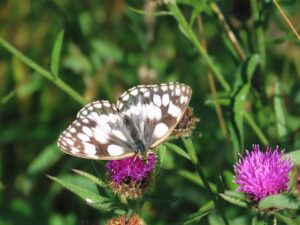 Marbled White Butterfly sitting on a purple thistle