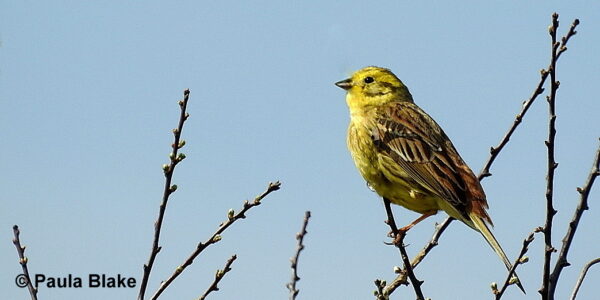 Yellowhammer sitting on the top of a twig, singing.